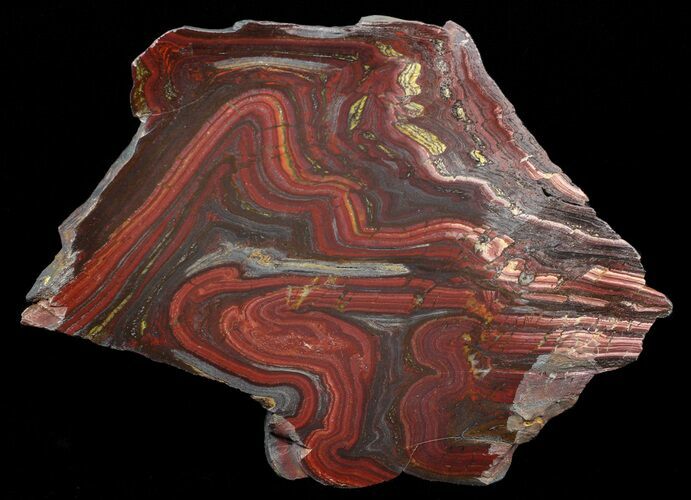 Polished Tiger Iron Stromatolite - ( Billion Years) #62772